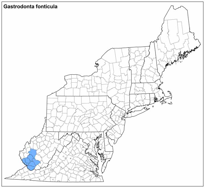 Gastrodonta fonticula Range Map